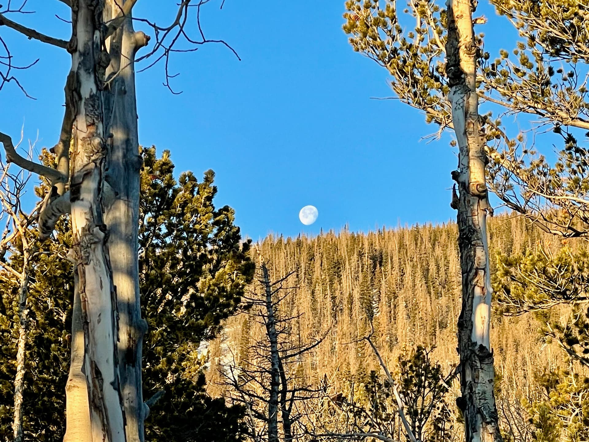 The moon was still out just after first light.