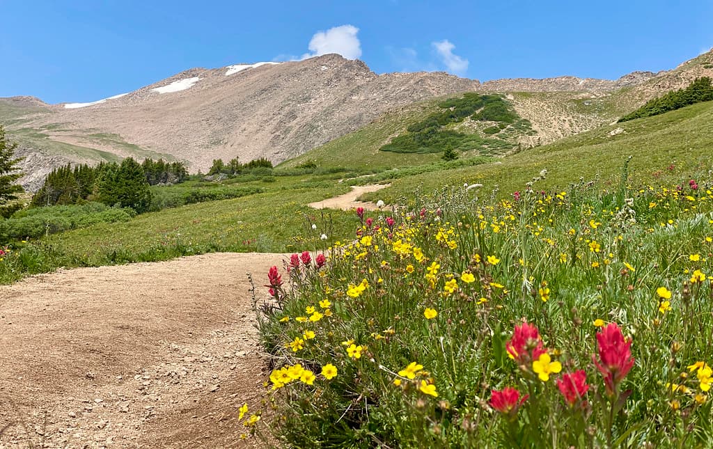 Wildflowers seen along the standard route up Herman Gulch.